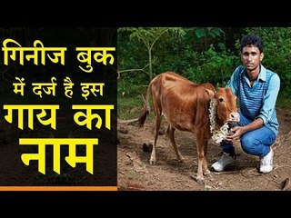 ये है दुनिया की सबसे छोटी गाय