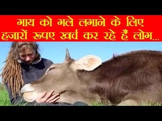 गाय को गले लगाने के लिए हजारों रूपए खर्च कर रहे हैं लोग...