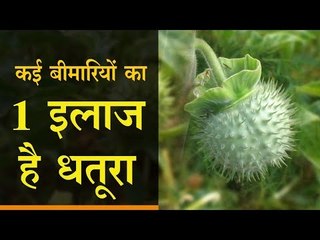1 treatment of many diseases is Datura || कई बीमारियों का 1 इलाज है धतूरा