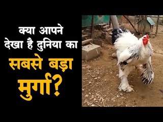 क्या आपने देखा है दुनिया का सबसे बड़ा मुर्गा?