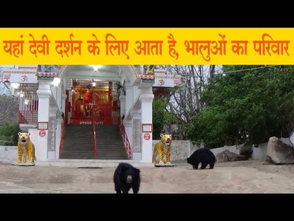 यहां देवी दर्शन के लिए आता है, भालुओं का परिवार