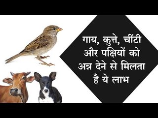 गाय, कुत्ते, चींटी और पक्षियों को भोजन खिलाने के चमत्कार