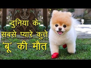 दुनिया के सबसे प्यारे कुत्ते 'बू' की मौत