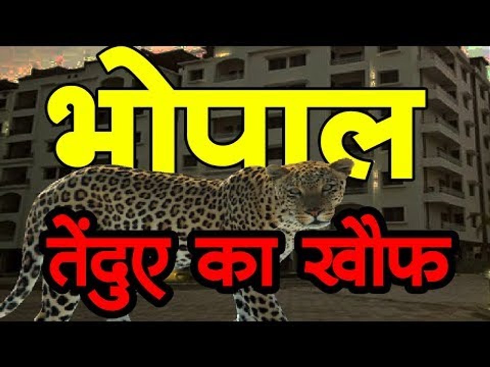 राजधानी भोपाल में तेंदुए का खौफ   Bhopal - Mp News