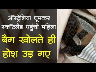 ऑस्ट्रेलिया से स्कॉटलैंड तक लगभग 14 हजार किलोमीटर तक अजगर महिला के बैग में छिपा रहा