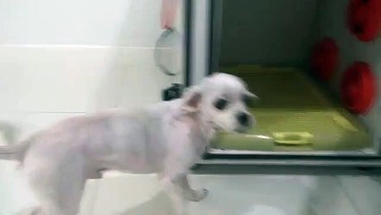 ألة تجفيف للحيوانات الاليفة