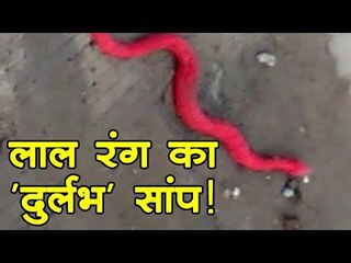 Indore में मिले लाल रंग के 'दुर्लभ' सांप का सच