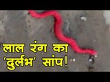 Indore में मिले लाल रंग के 'दुर्लभ' सांप का सच