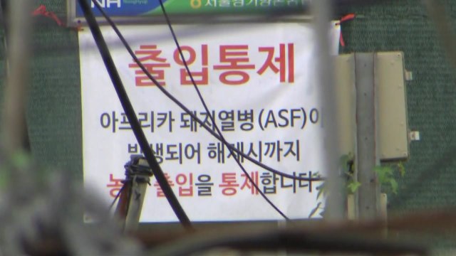 '아프리카돼지열병' 의심신고 음성...태풍 방역 비상 / YTN