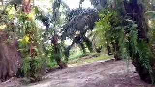 जंगल में मंगल करते हुए दोनों को देखिए!! jangal me mangal video form my phone comedy