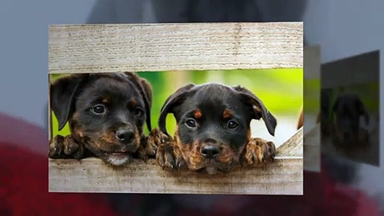 Pet | poochinsider.com