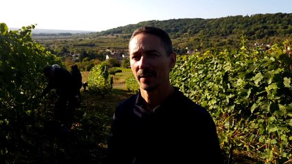 Quand les VIP vendangent dans les Côtes de Toul
