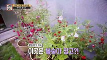 [선공개] 응답하라 추억 잇템! 봉숭아 물들이기부터 세계 최초 사탕수수 ASMR까지