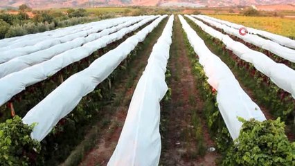 Alaşehir'de 300 üretici iyi tarım uygulamaları yapıyor