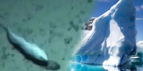 Descubren esta criatura "jamás vista" a 3.500 metros bajo el hielo de la Antártida