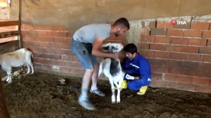 Burhaniye'de ağıl yangınında 42 keçi telef oldu