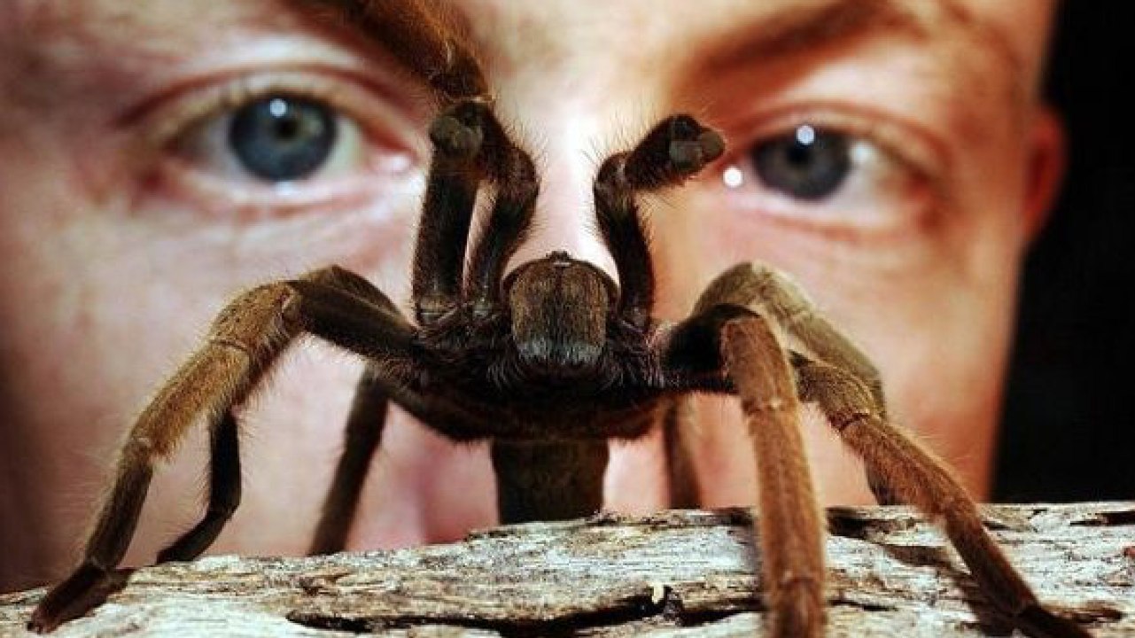 Voici la couleur de vêtement à absolument éviter si vous avez peur des araignées