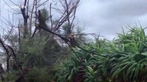 Cat clings to tree as Typhoon Tapah batters Japan