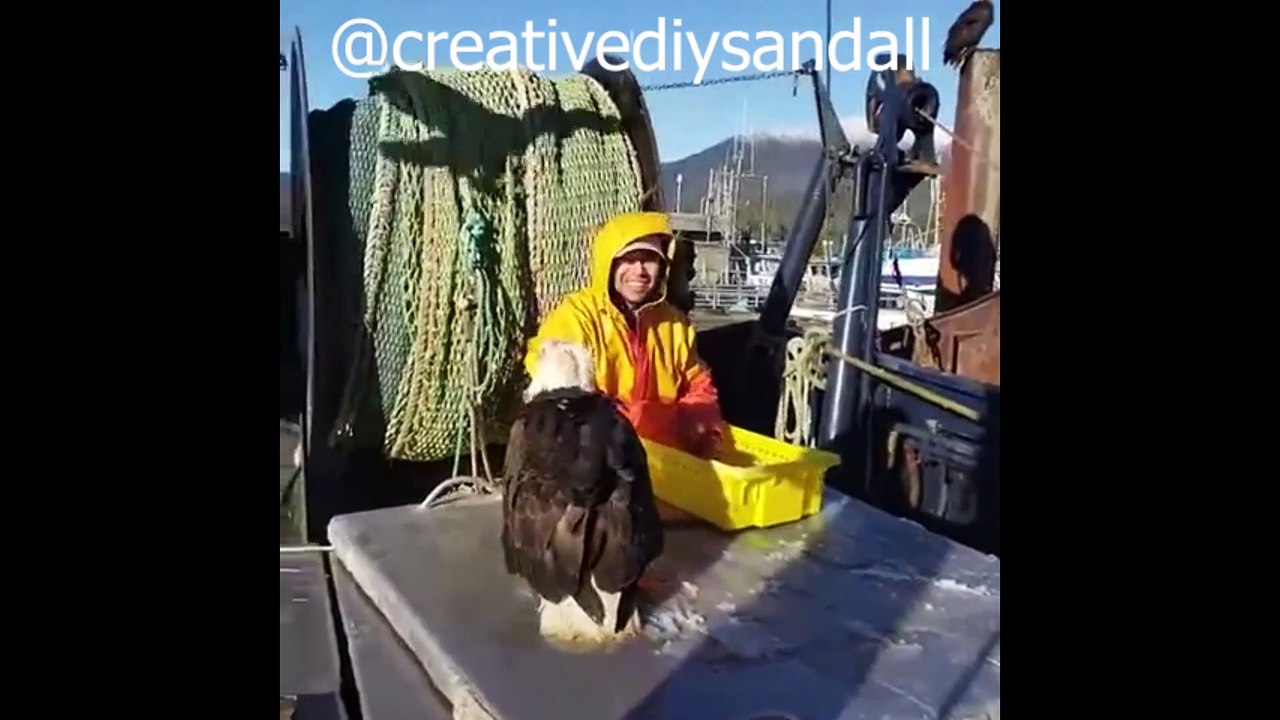 Lovely birds are feeding from human hand, having bath and dancing