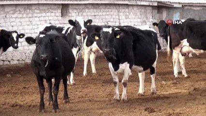 Aksaray'da üreticiler eğitiliyor, verim, kalite ve hijyen artıyor