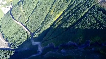 "Titrek kavak ormanları" Erciyes'e nefes oluyor