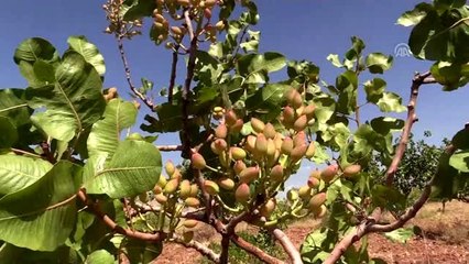 Olumsuz hava koşulları fıstıkta verimi düşürdü