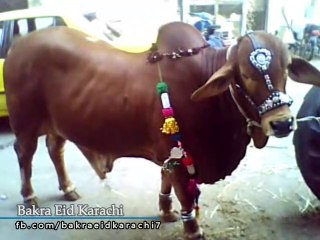 Most Beautiful Cow Qurbani 2019 | Most Beautiful Bull Qurbani 2019