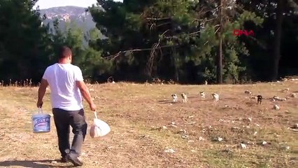 Yavru köpekler ormana terk edildi