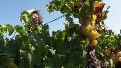 La bajada en la producción y en el precio marcan la vendimia