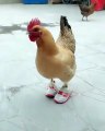 La poule aux baskets 