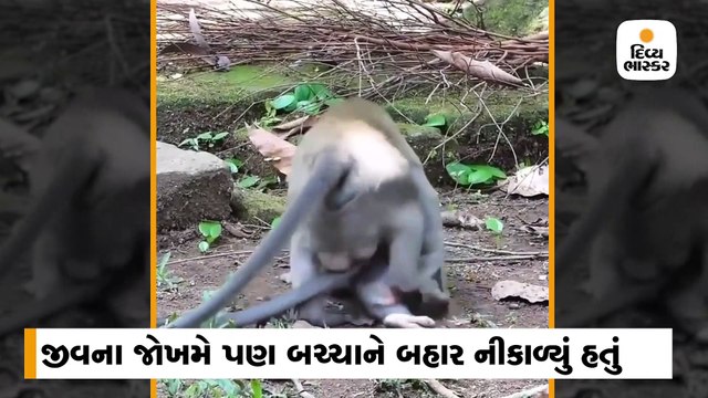 વાંદરીએ જીવના જોખમે બચ્ચાને બે પથ્થર વચ્ચેથી બચાવ્યું, હૃદયસ્પર્શી વીડિયો વાઈરલ