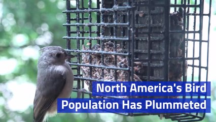 Birds Are Having A Tough Time In America
