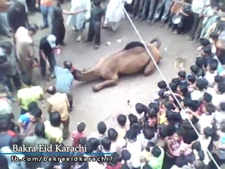 Qurbani Of Camel Part 1 | 2019 | Eid - e - Qurban