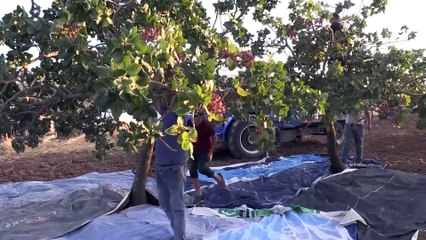 Şanlıurfa'da fıstık hasadına başlandı