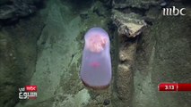 اكتشاف أندر قناديل البحر بالعالم على عمق 1750 مترا بالمحيط الهادئ