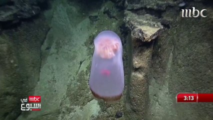 اكتشاف أندر قناديل البحر بالعالم على عمق 1750 مترا بالمحيط الهادئ