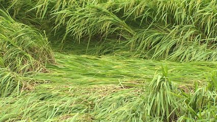 '비 태풍'이라 수확 앞둔 벼는 더 걱정 / YTN