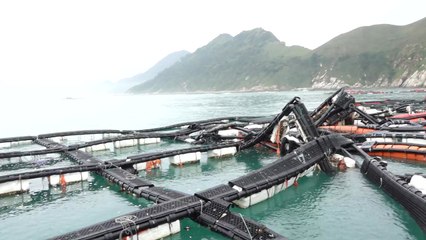 태풍 '치명타' 양식장...사전 대비 철저히 / YTN