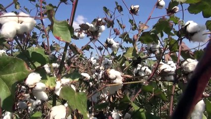 'İncir ve jeotermali siyasi malzeme olmaktan kurtaracağız' - AYDIN