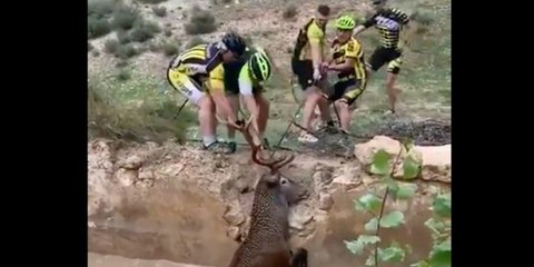 Estos ciclistas españoles rescatan a un ciervo de morir ahogado