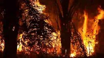 الحرائق تواصل التهام الأمازون في ظلّ القمة الأممية حول المناخ