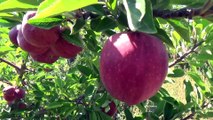 Ahlat’ta elma yetiştiriciliği yaygınlaşıyor - BİTLİS