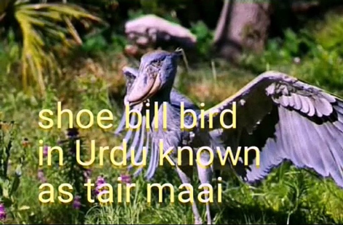 Shoe bill bird