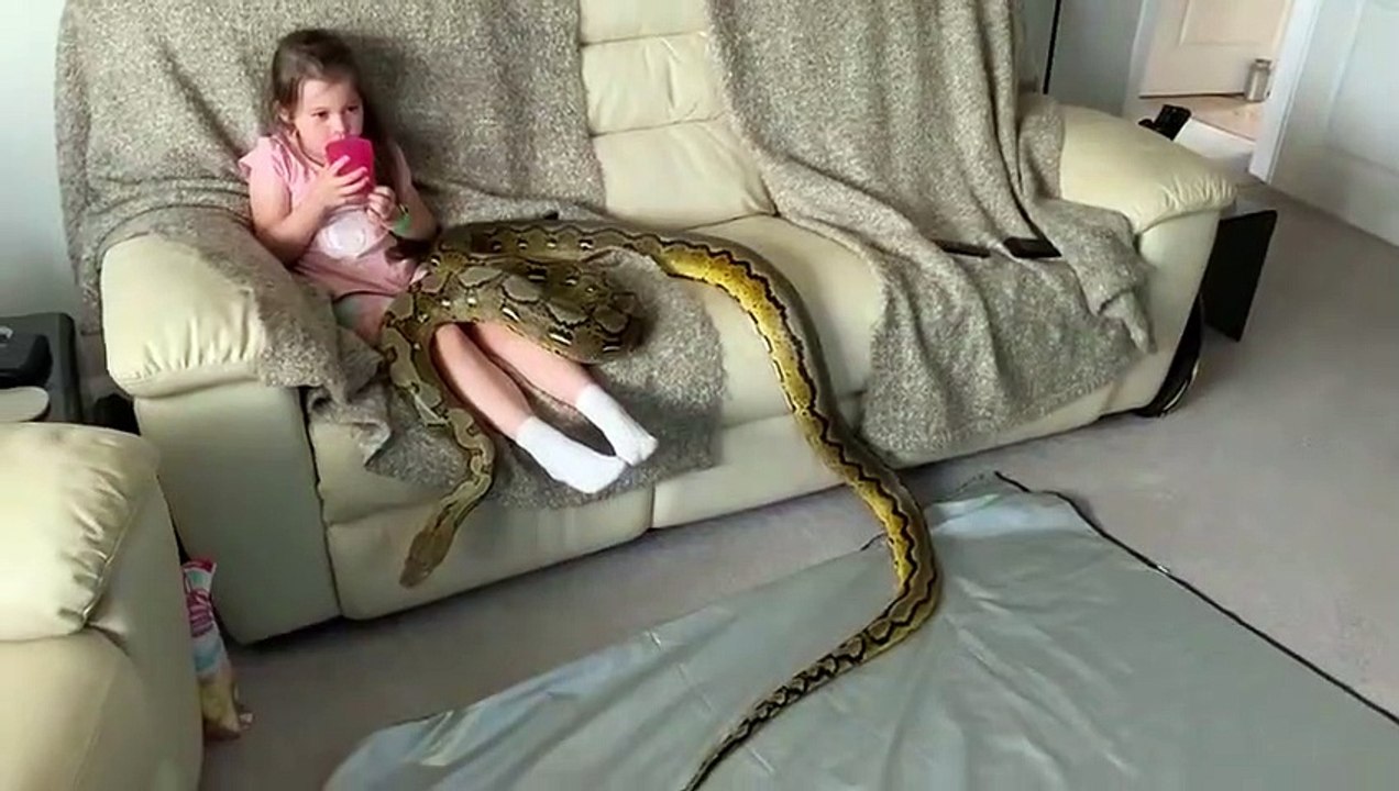 Un serpent python de compagnie de 6m de long joue avec une fillette !