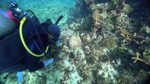 '멸종위기' 자메이카 산호초, 복제 기술로 살려낸다 / YTN