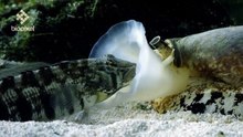 Geographus cone shell net feeding on sleeping fish