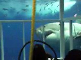 Great White Shark chomping on my cage off Guadalupe Mexico