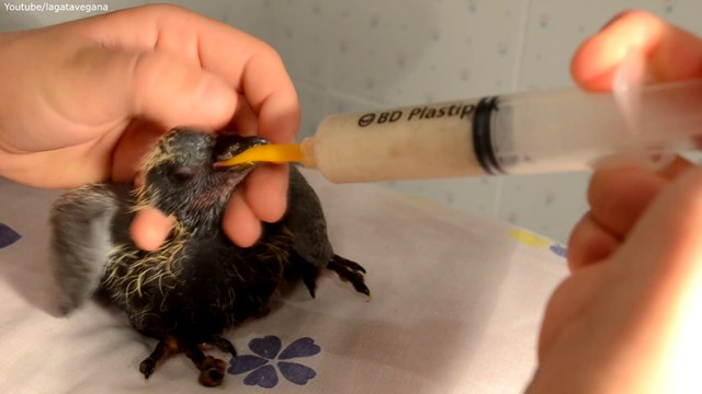 1/3 CÓMO CUIDAR A UNA PALOMA O TÓRTOLA BEBE O ADULTA ENFERMA ENCONTRADA EN LA CALLE | LAGATAVEGANA