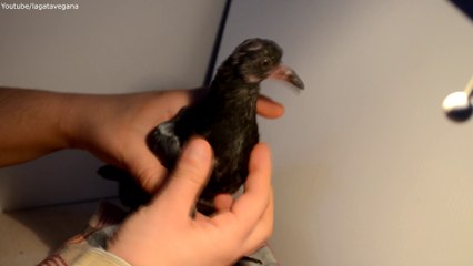 2/3 CÓMO CUIDAR A UNA PALOMA O TÓRTOLA BEBE O ADULTA ENFERMA ENCONTRADA EN LA CALLE | LA GATA VEGANA