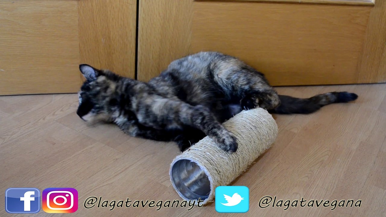DIY TUBO RASCADOR PARA GATOS CON BOTE DE PATATAS RECICLADO | HAZLO TU MISMO| LA GATA VEGANA